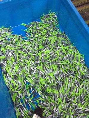 45T VERTICAL Fish Bait Plastic Injection Molding Machine For Precise Bait Production